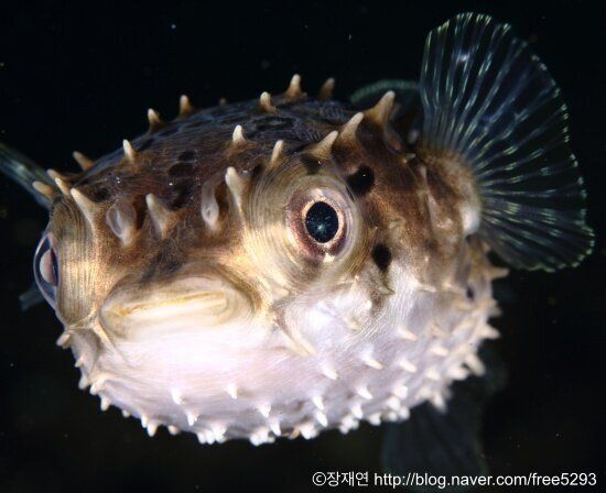 바다생물과의 소개팅, 누가 제일 맘에 드세요?