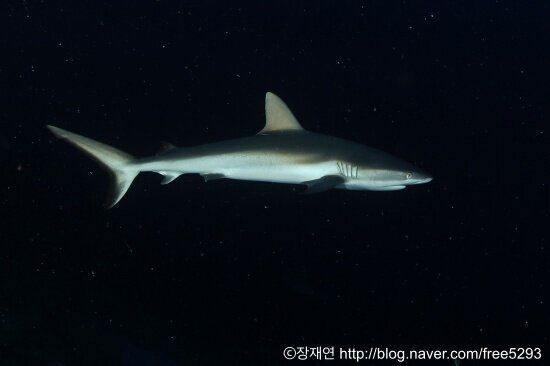 바다생물과의 소개팅, 누가 제일 맘에 드세요?