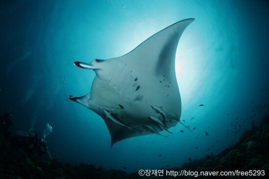 바다생물과의 소개팅, 누가 제일 맘에 드세요?