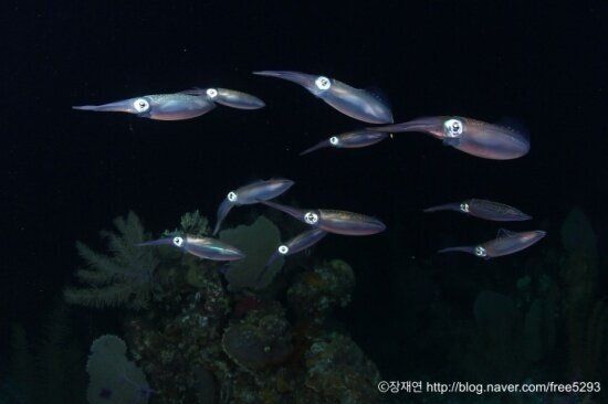 바다생물과의 소개팅, 누가 제일 맘에 드세요?