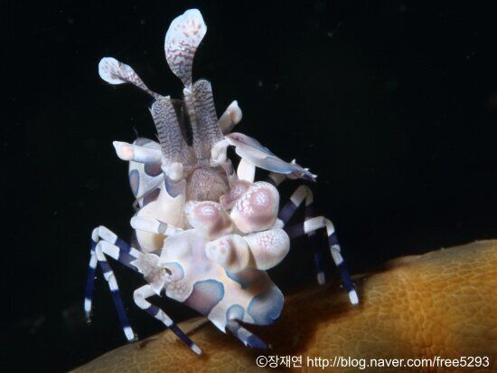 바다생물과의 소개팅, 누가 제일 맘에 드세요?