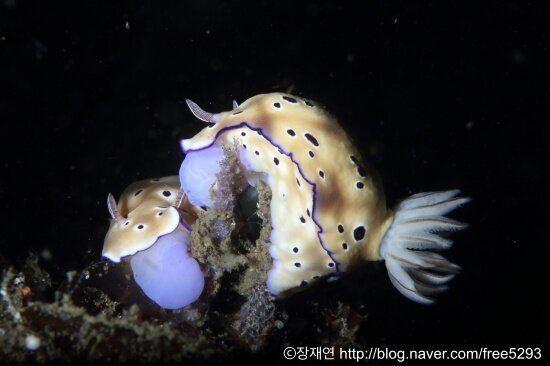 바다생물과의 소개팅, 누가 제일 맘에 드세요?