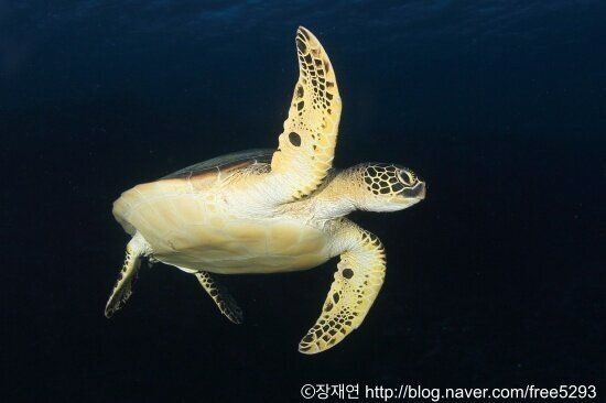 바다생물과의 소개팅, 누가 제일 맘에 드세요?