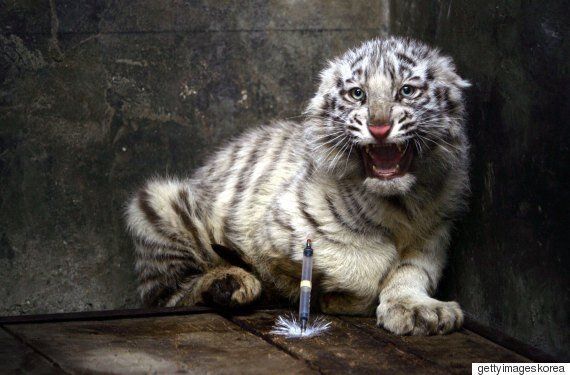 백호는 멸종위기종이 아니다. 아예 종이 아니다