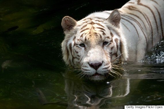 백호는 멸종위기종이 아니다. 아예 종이 아니다