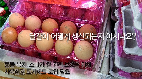 달걀이 어떻게 생산되는지 아시나요?