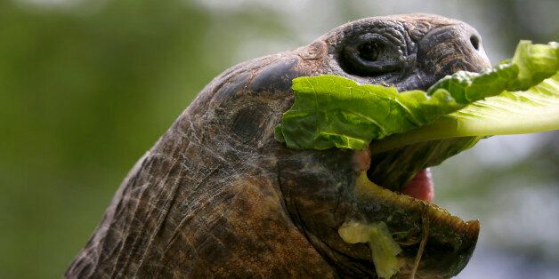 A male 20-year-old GalÃ¡pagos tortoise takes a bite of lettuce fed to it by a handler at The Pittsburgh Zoo & PPG Aquarium on Thursday, May 22, 2014, in Pittsburgh. The zoo invited media inside the habitat to photograph the new additions to their exhibits. (AP Photo/Keith Srakocic)