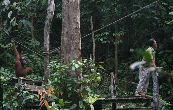 비인간인격체 여행 #3. 오랑우탄이 우산을 쓸 줄 안다고?