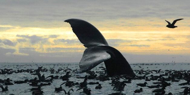 This Sept. 7, 2005 photo released by National Oceanic and Atmospheric Administration shows a humpback whale diving among an aggregation of short-tailed shearwaters in Cape Cheerful, near Unalaska, Alaska. The federal government is proposing removing most of the world's humpback whale population from the endangered species list. National Oceanic and Atmospheric Administration Fisheries announced on Monday, April 20, 2015 that they want to reclassify humpbacks into 14 distinct populations, and rem