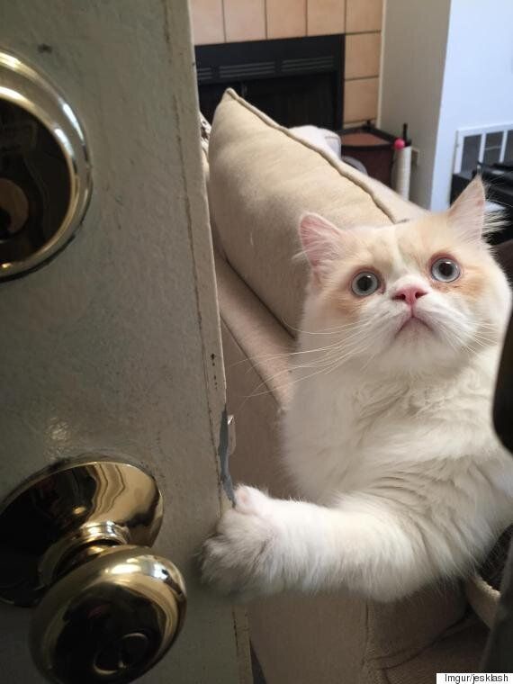 당신의 출근을 더 힘들게 만드는 고양이의 3단계 표정(연속사진)