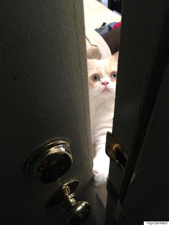 당신의 출근을 더 힘들게 만드는 고양이의 3단계 표정(연속사진)