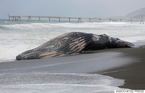 고래는 자살을 할까?