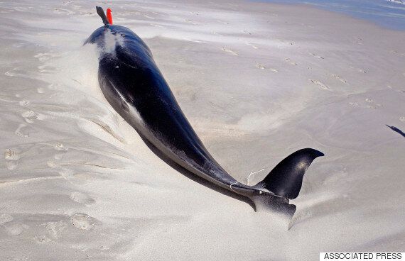 고래는 자살을 할까?