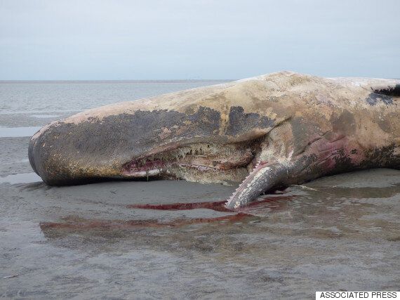 고래는 자살을 할까?