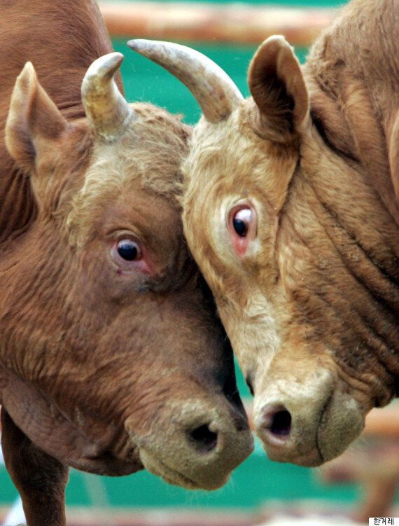 소싸움은 발전시켜야 할 전통문화 법안이 발의돼 거센 반발을 사고 있다(사진)