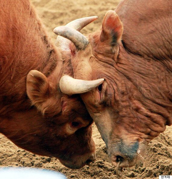 소싸움은 발전시켜야 할 전통문화 법안이 발의돼 거센 반발을 사고 있다(사진)