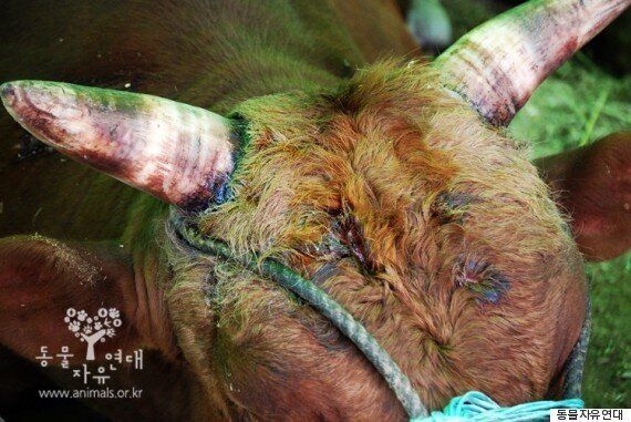 소싸움은 발전시켜야 할 전통문화 법안이 발의돼 거센 반발을 사고 있다(사진)