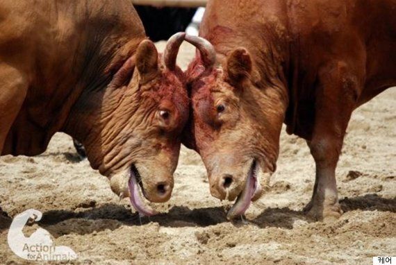 소싸움은 발전시켜야 할 전통문화 법안이 발의돼 거센 반발을 사고 있다(사진)