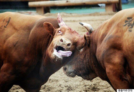 소싸움은 발전시켜야 할 전통문화 법안이 발의돼 거센 반발을 사고 있다(사진)