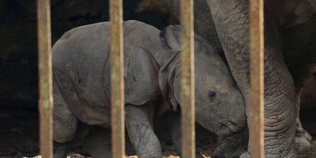 A one-day old male rhino calf stands near its mother inside a cage at the Assam state zoological park in Gauhati, India, Monday, Sept. 2, 2013. Assam is home for the world's largest concentration of rhinos. (AP Photo/Anupam Nath)