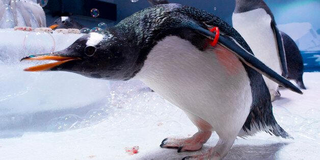 Gentoo Penguins celebrate their Anniversary at the London Aquarium to mark the one-year opening of the Antarctic themed Penguin enclosure, Sea Life Aquarium, London, Wednesday, June 20, 2012. (AP Photo/Jonathan Short)
