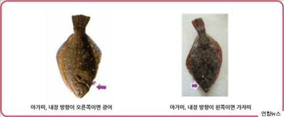 전복·광어·전어 등 국산 어종 자연산 구분법(사진)