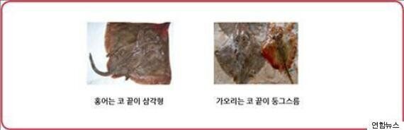 전복·광어·전어 등 국산 어종 자연산 구분법(사진)