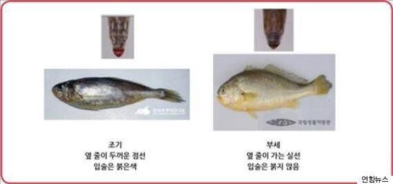 전복·광어·전어 등 국산 어종 자연산 구분법(사진)