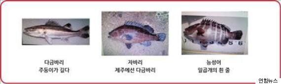 전복·광어·전어 등 국산 어종 자연산 구분법(사진)
