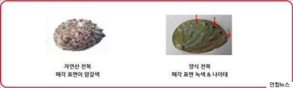 전복·광어·전어 등 국산 어종 자연산 구분법(사진)