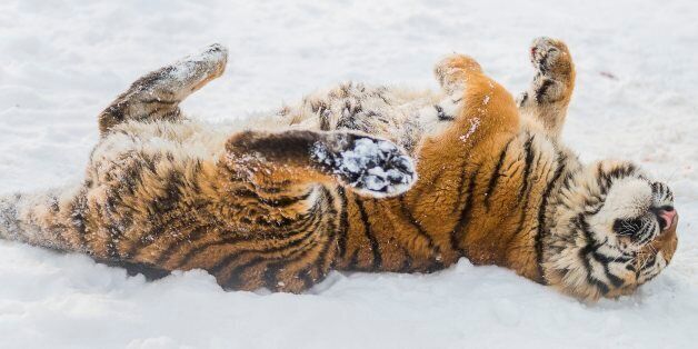 A Siberian tiger, Panthera tigris altaica, enjoys the snow in its enclosure in the Nyiregyhaza animal park in Nyiregyhaza, 245 kilometers east of Budapest, Hungary, Wednesday, Jan. 29, 2014. (AP Photo/MTI, Attila Balazs)