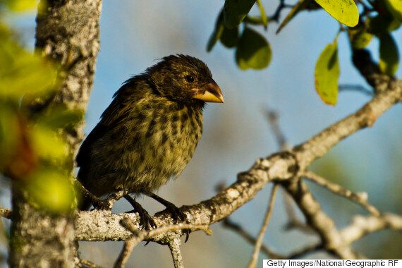 당장 진화의 현장을 목격할 수 있는 생물 3가지