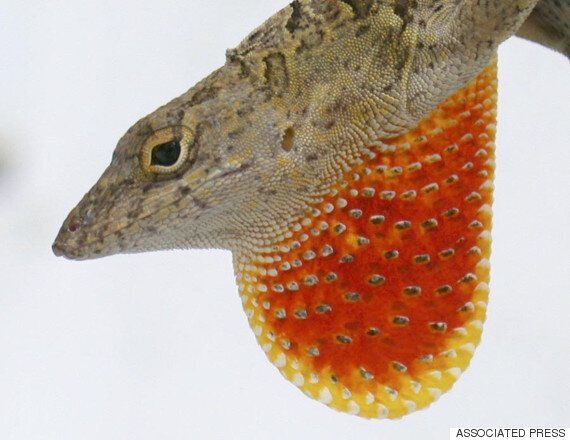 당장 진화의 현장을 목격할 수 있는 생물 3가지