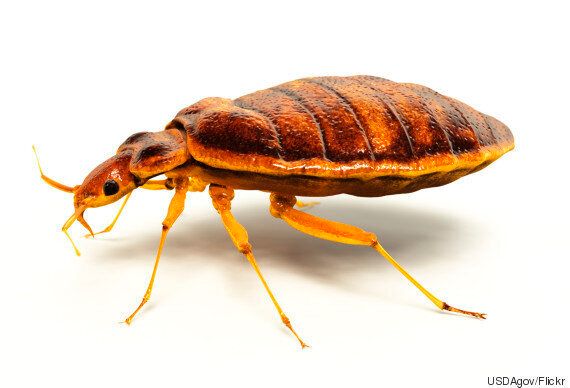 당장 진화의 현장을 목격할 수 있는 생물 3가지