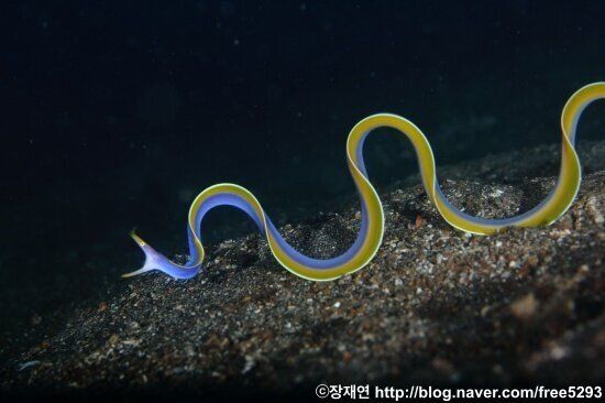 [바다생물 이야기] 리본연기의 달인 리본일의 신비한 생애