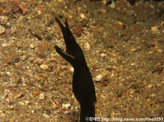 [바다생물 이야기] 리본연기의 달인 리본일의 신비한 생애