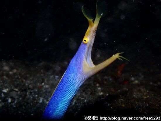 [바다생물 이야기] 리본연기의 달인 리본일의 신비한 생애