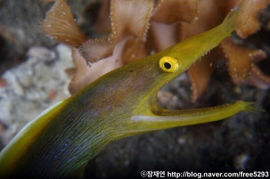 [바다생물 이야기] 리본연기의 달인 리본일의 신비한 생애