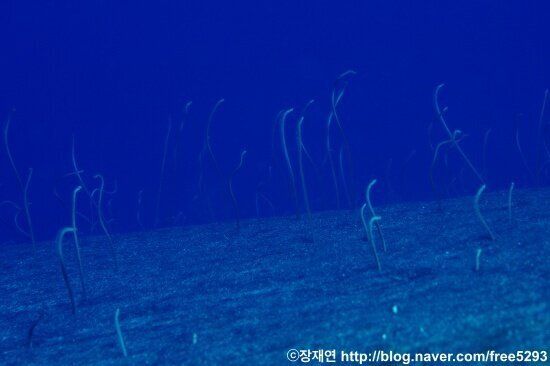 [바다생물 이야기] 리본연기의 달인 리본일의 신비한 생애