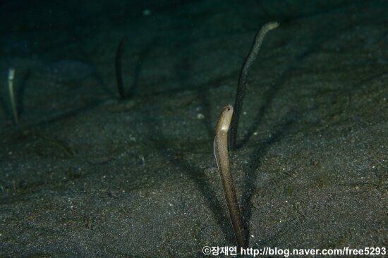 [바다생물 이야기] 리본연기의 달인 리본일의 신비한 생애