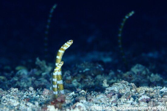 [바다생물 이야기] 리본연기의 달인 리본일의 신비한 생애