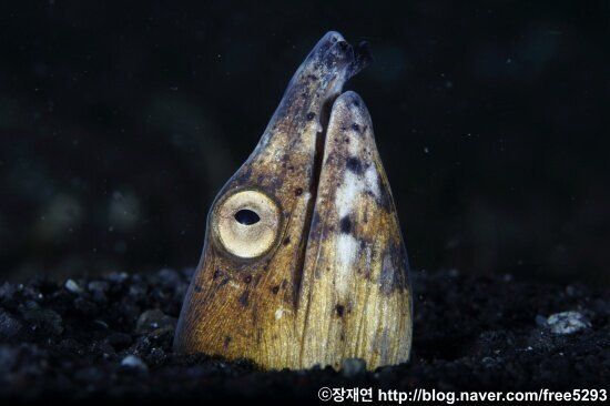 [바다생물 이야기] 리본연기의 달인 리본일의 신비한 생애