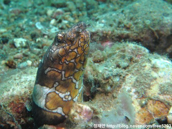 [바다생물 이야기] 리본연기의 달인 리본일의 신비한 생애