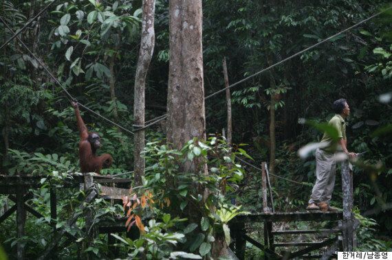 [오랑우탄 거울실험 프로젝트]오랑우탄, 고릴라, 침팬지, 보노보는 서로 다르다