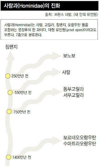 [오랑우탄 거울실험 프로젝트]오랑우탄, 고릴라, 침팬지, 보노보는 서로 다르다
