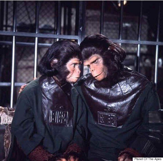 [오랑우탄 거울실험 프로젝트]오랑우탄, 고릴라, 침팬지, 보노보는 서로 다르다