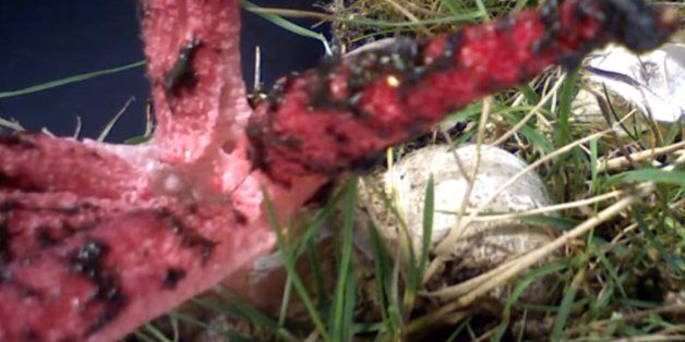 알에서 부화하는 공포의 촉수 버섯(영상)