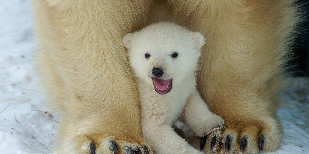 Polar bear cub plays with Polar bear mother Gerda in Zoo in the Siberian city of  Novosibirsk, about 2,800 kilometers (1,750 miles) east of Moscow, Russia, Friday, March 7, 2014. The first cub of Polar bear couple Kai and Gerda was born at Novosibirsk Zoo in early December. (AP photo/Ilnar Salakhiev)