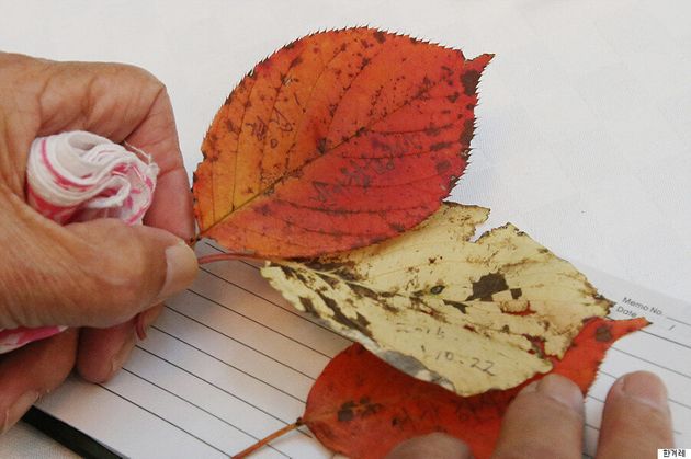 한겨레 사진기자들이 뽑은 2015년 사진 15장