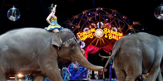 Elephants walk during a performance of the Ringling Bros. and Barnum & Bailey Circus, Thursday, March 19, 2015, in Washington. It was recently announced elephants would be eliminated from its circus performances by 2018. (AP Photo/Alex Brandon)